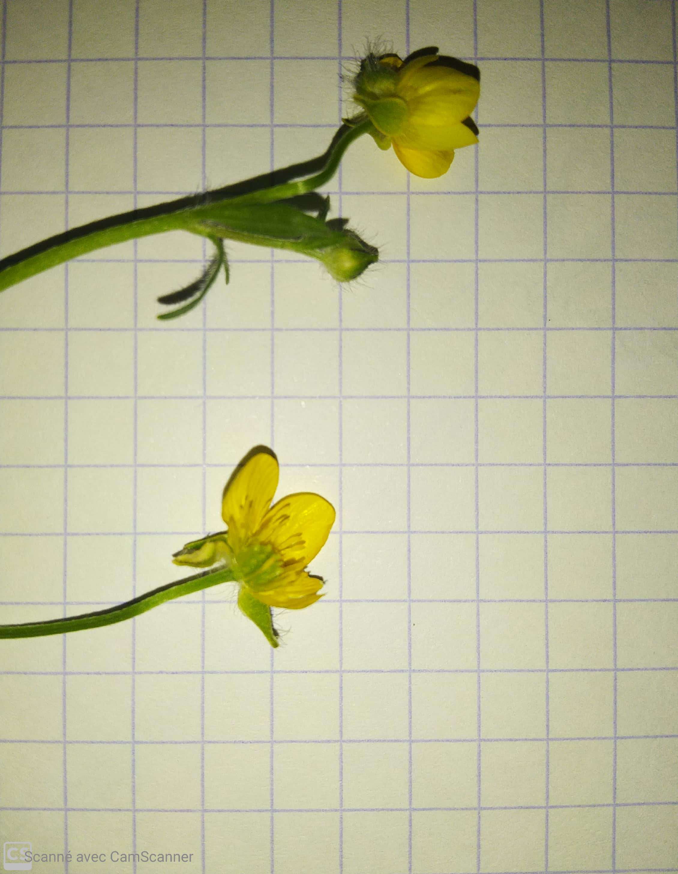 Annexe Tela Botanica_3.jpg