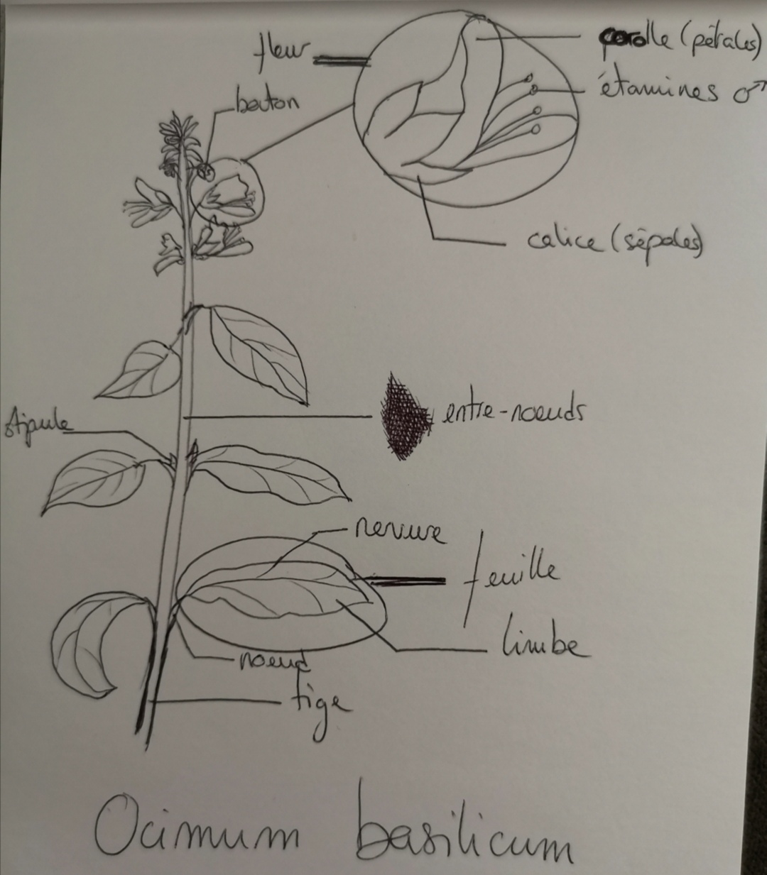 Annexe Screenshot_20200505_172325.jpg