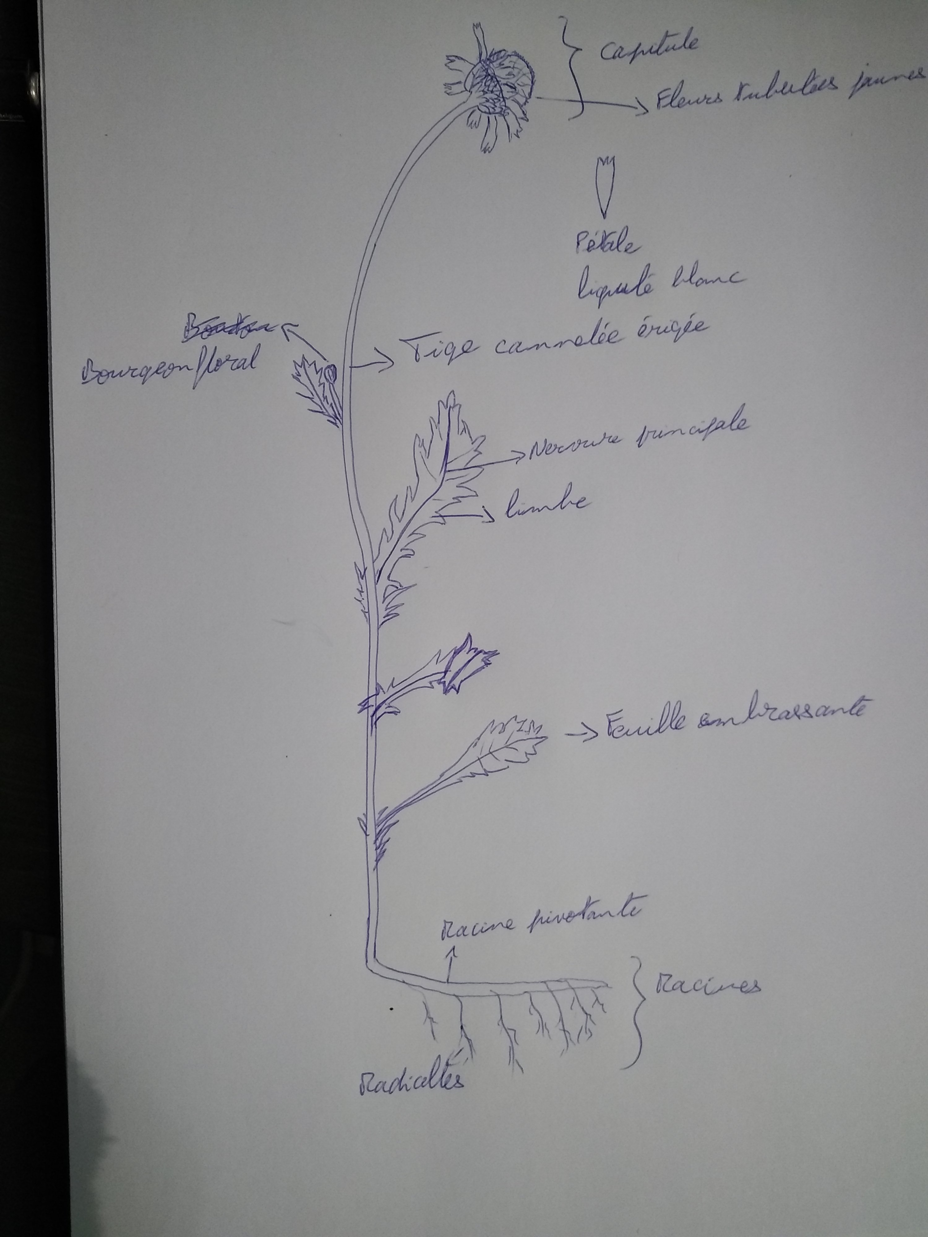 Annexe Dessin marguerite.jpg