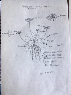 Annexe Dessein Paquerette Bellis Perennis.jpg