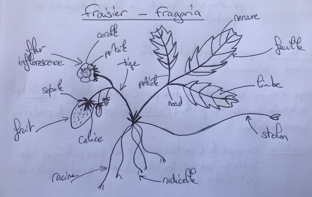 Annexe Sans titre2.png