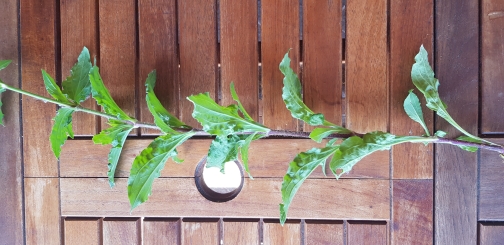 Annexe 20200506_162616.jpg