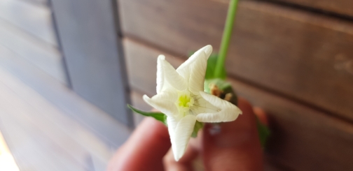 Annexe 20200506_162644.jpg