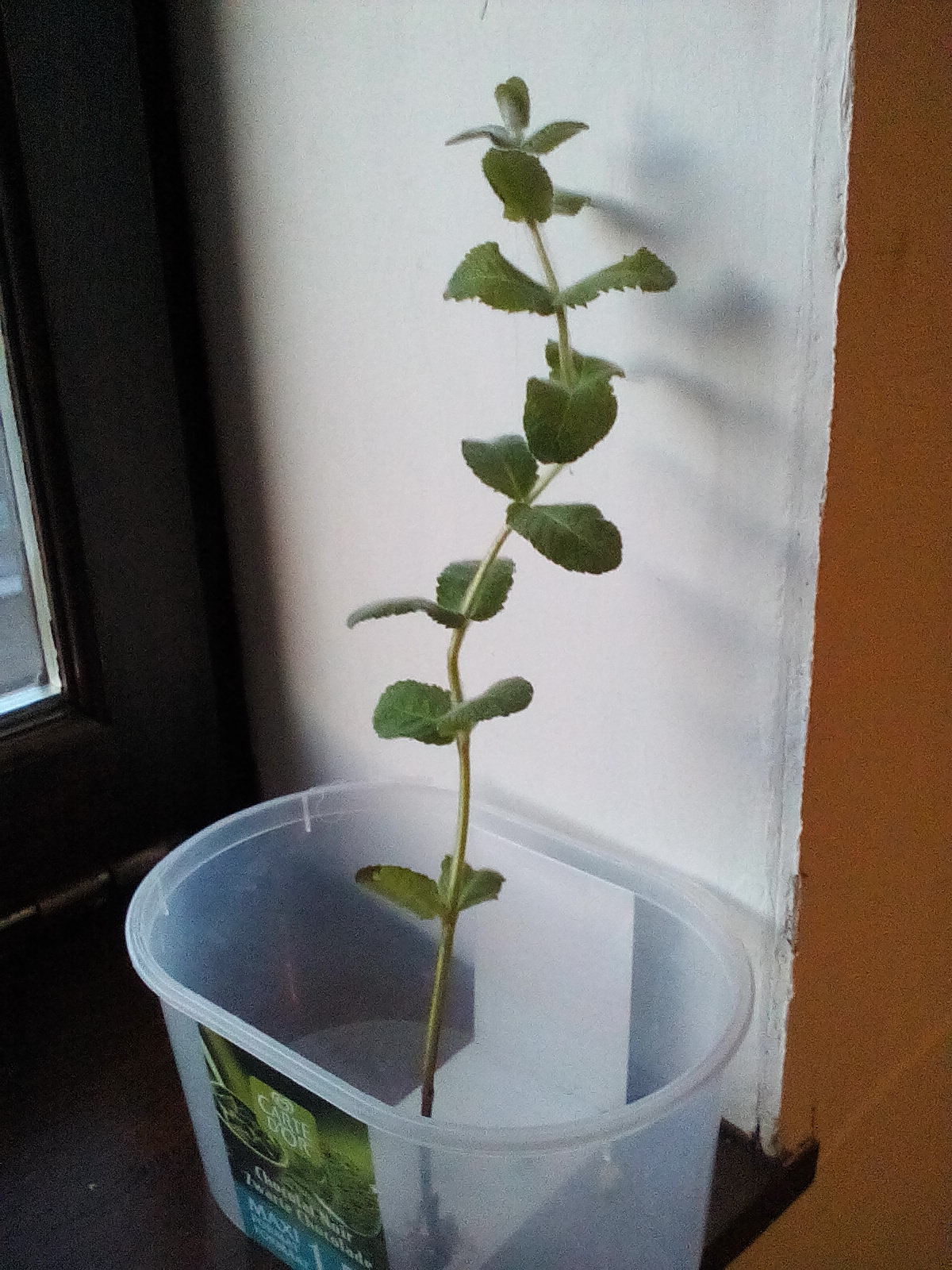 Annexe IMG_20200506_211135.jpg