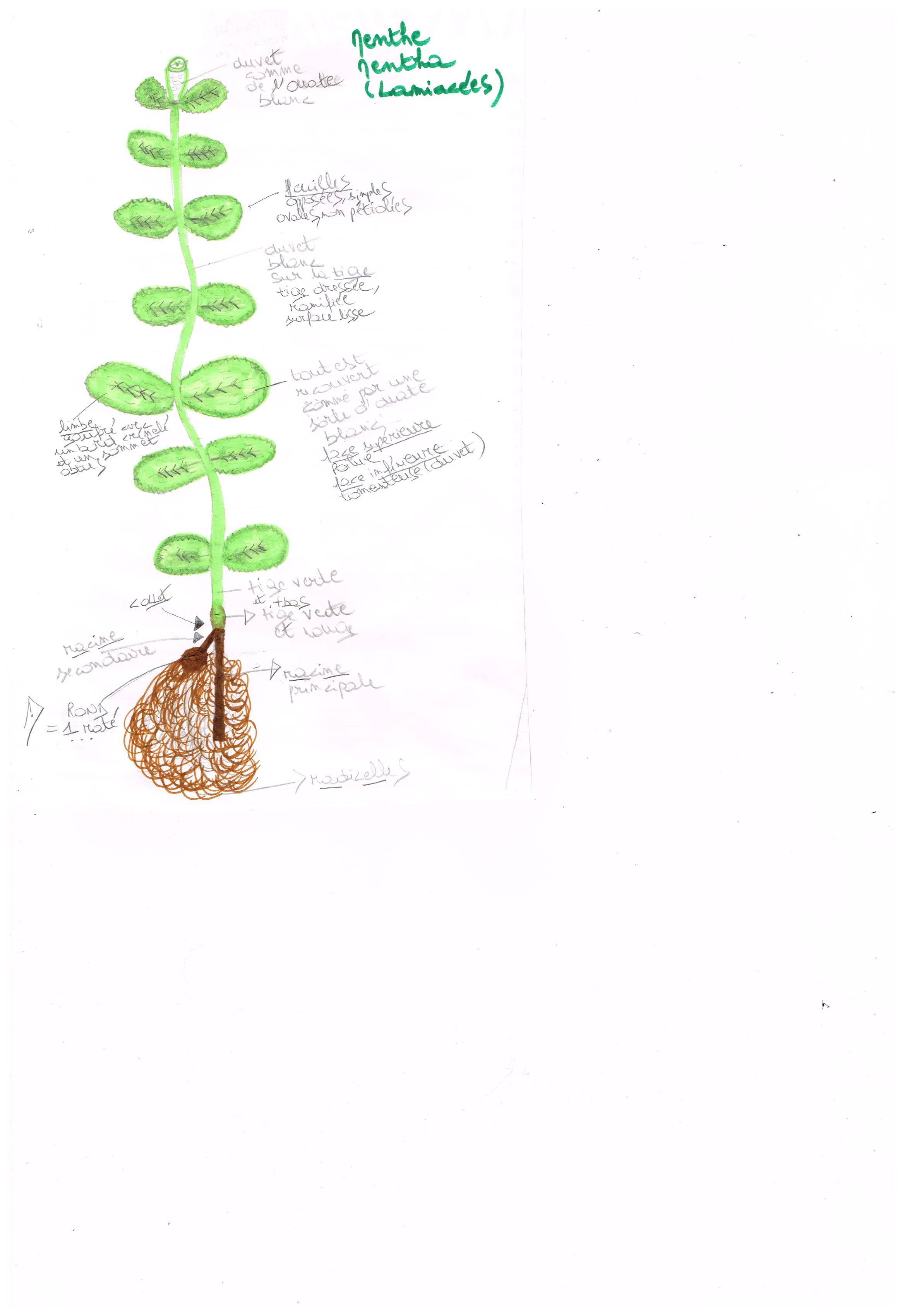 Annexe Image (15).jpg