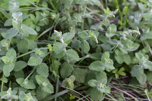 Annexe menthe-a-feuilles-rondes-gers-aout2019-1.jpg