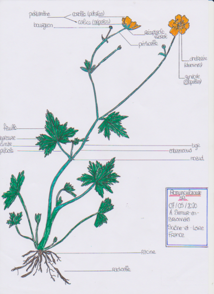 Annexe Renoucule_dessin.png