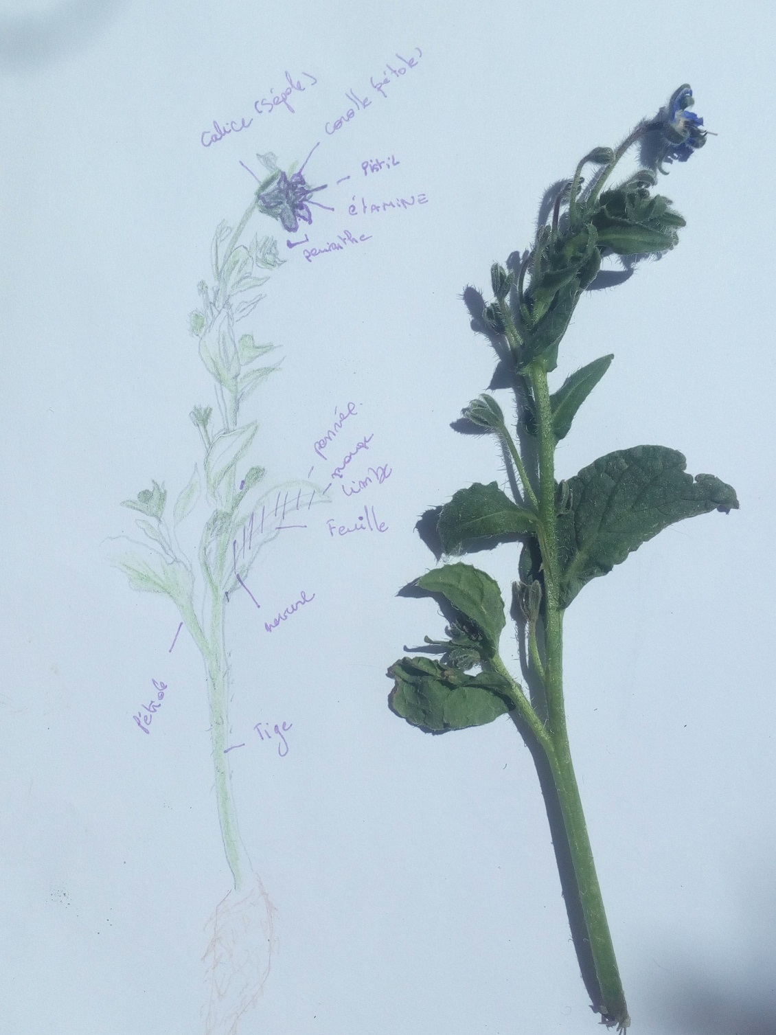 Annexe bourrache.jpg