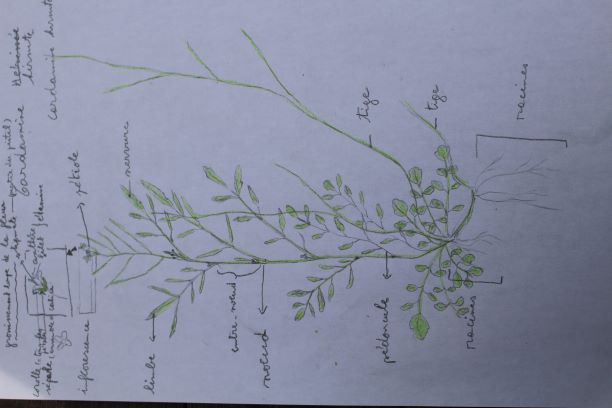 Annexe Cardamine hirsuta jardin à Hérinnes-les-Pecq Belgique.JPG