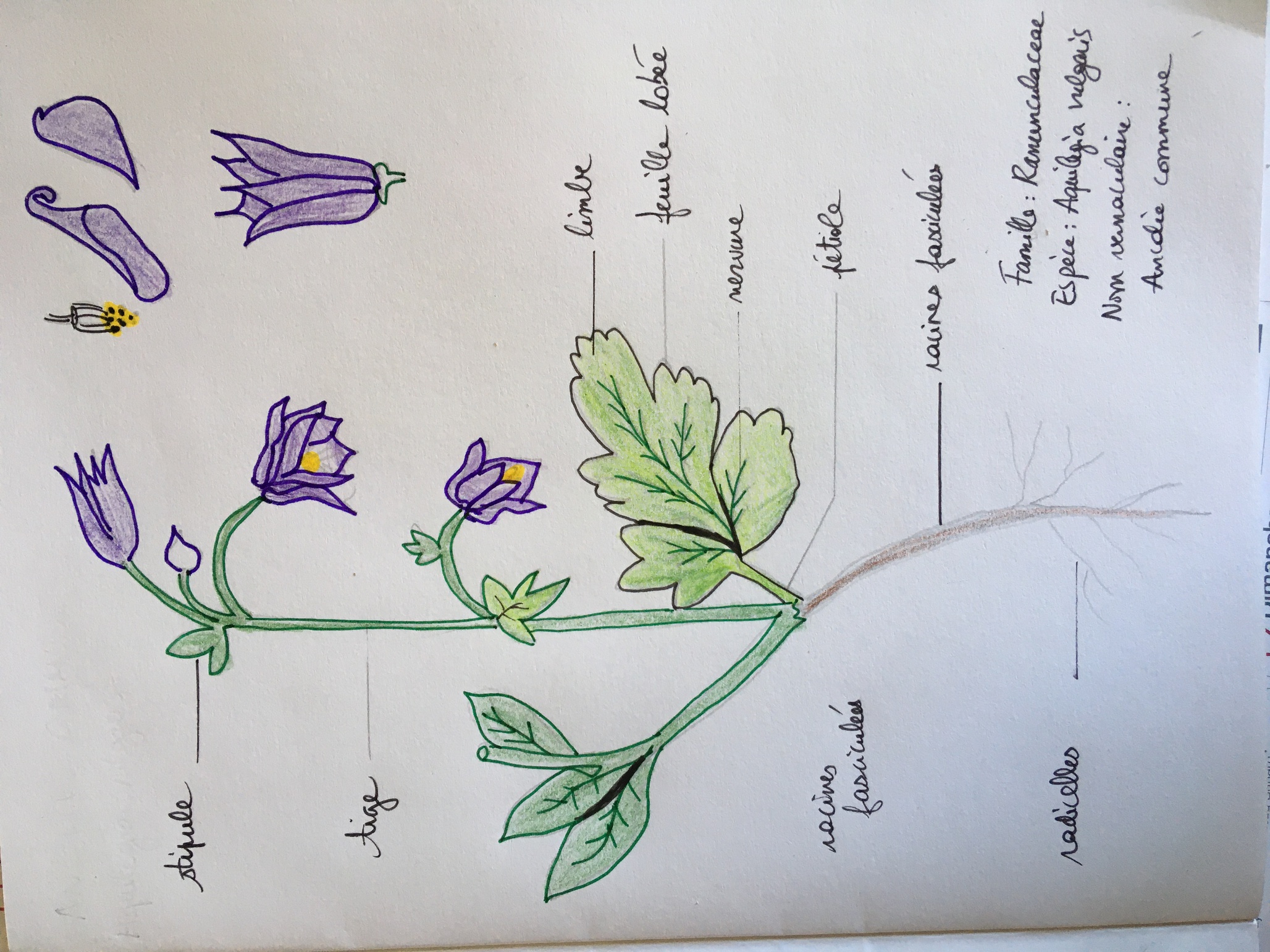 Annexe 2020-05-07-13.31.57-ConvertImage-ConvertImage.jpg