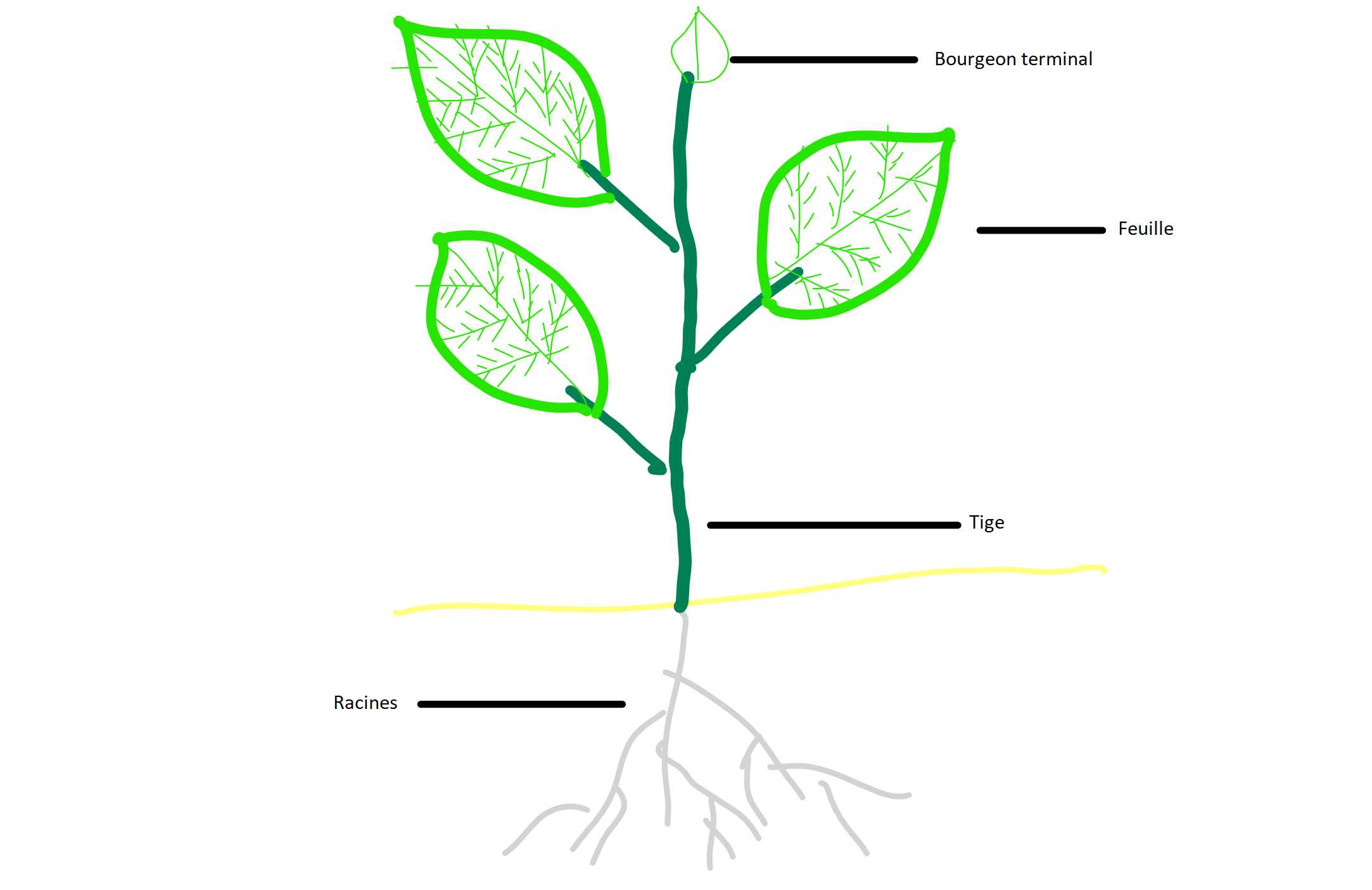 Croquis d'une plante
