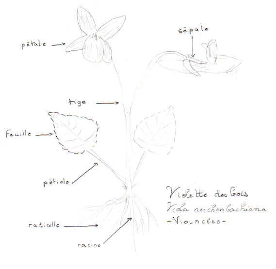 Viola reichenbachiana