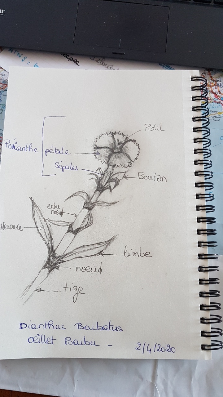 dessin de Dianthus Barbatus