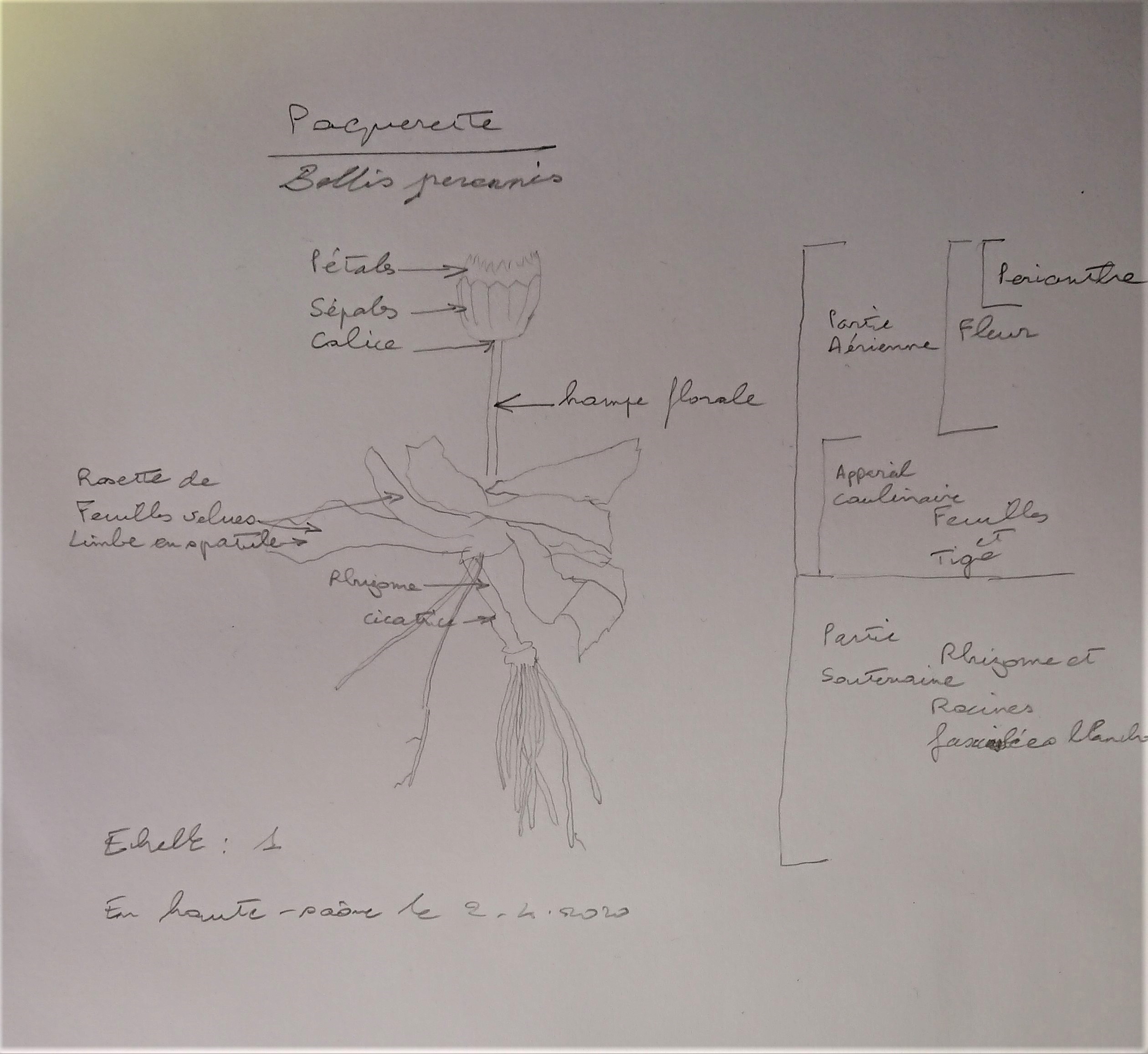 Dessin d'une paquerette parties aérienne et souterraine