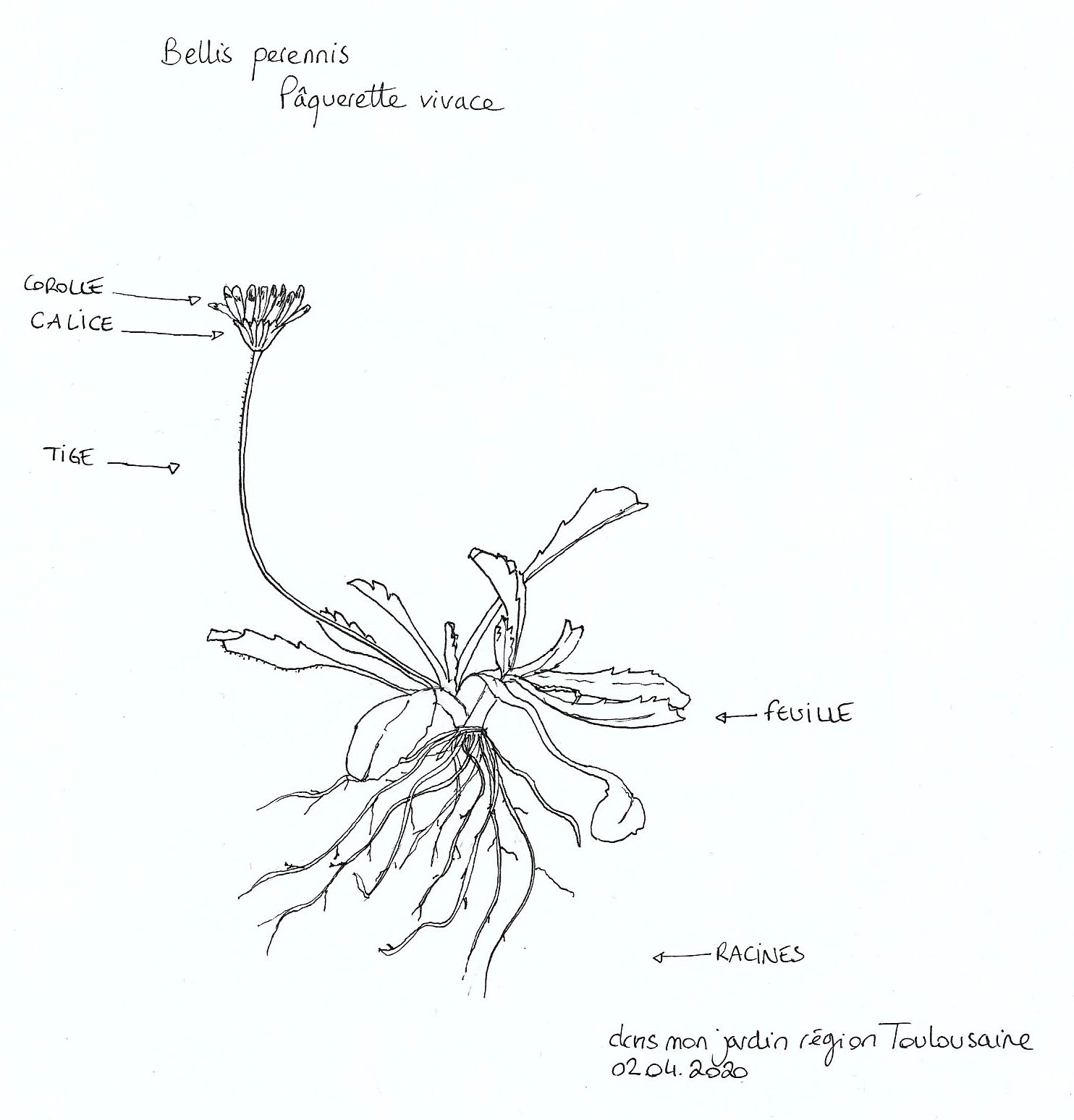 Pâquerette entière