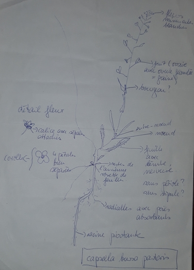 mauvais croquis capsella boursa pastoris