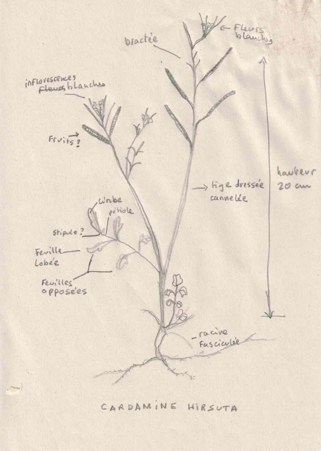 dessin de la cardamine hirsuta