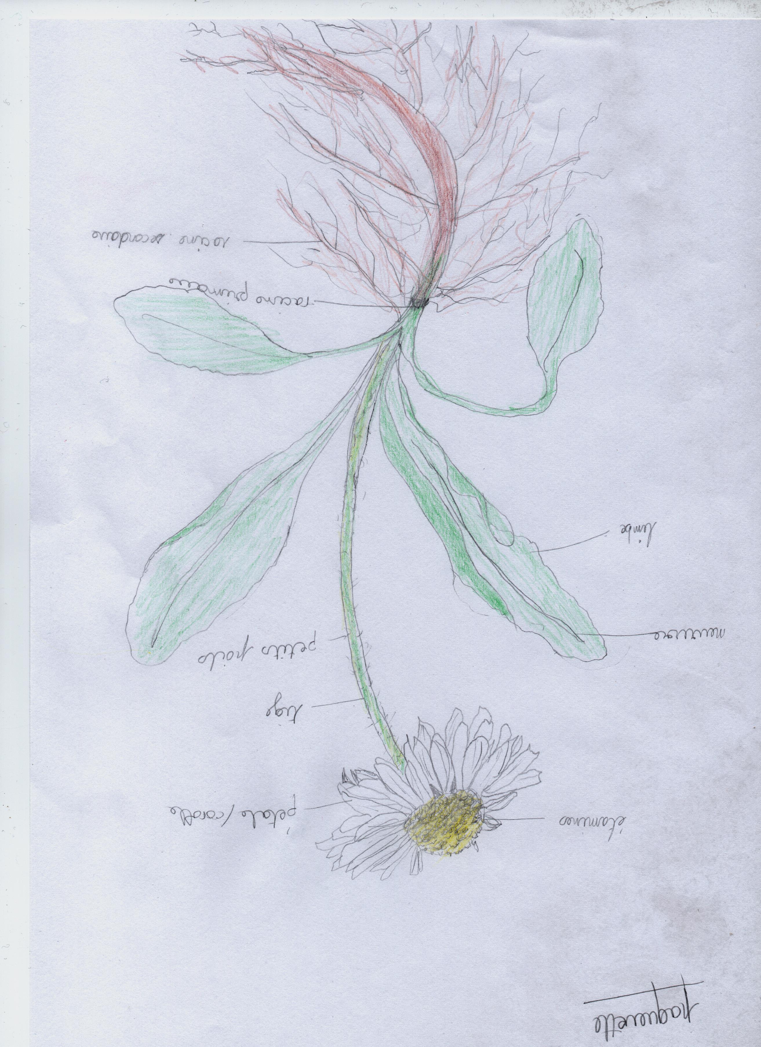 pâquerrette du jardin