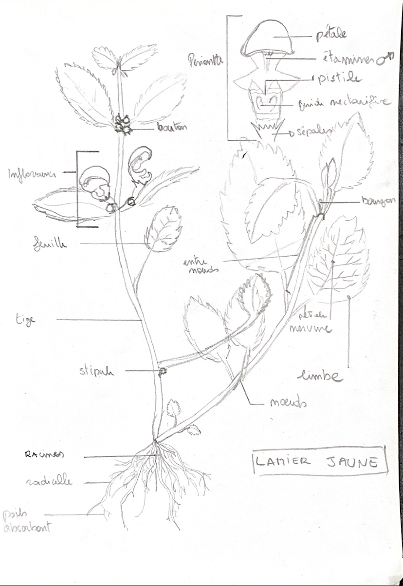 Croquis de lamier jaune
