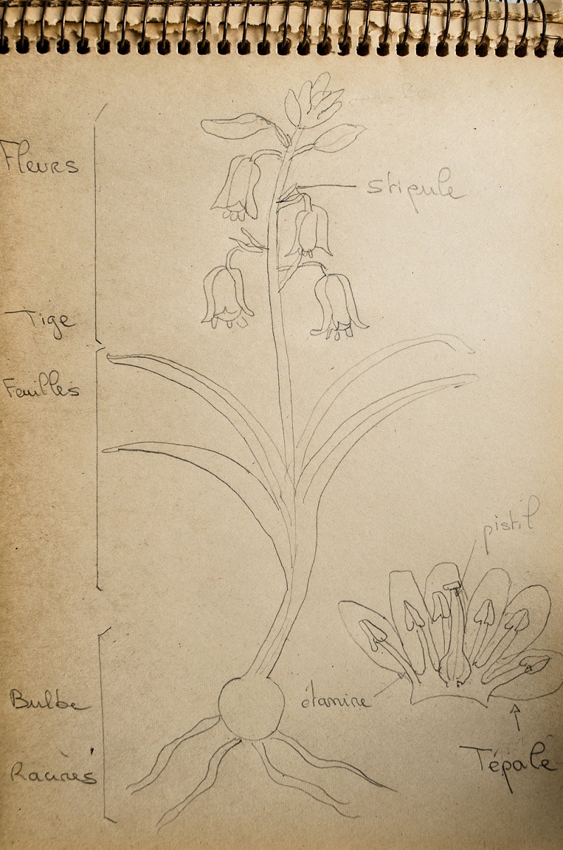 Dessin d'une jacinthe des bois présente actuellement dans mon bois.