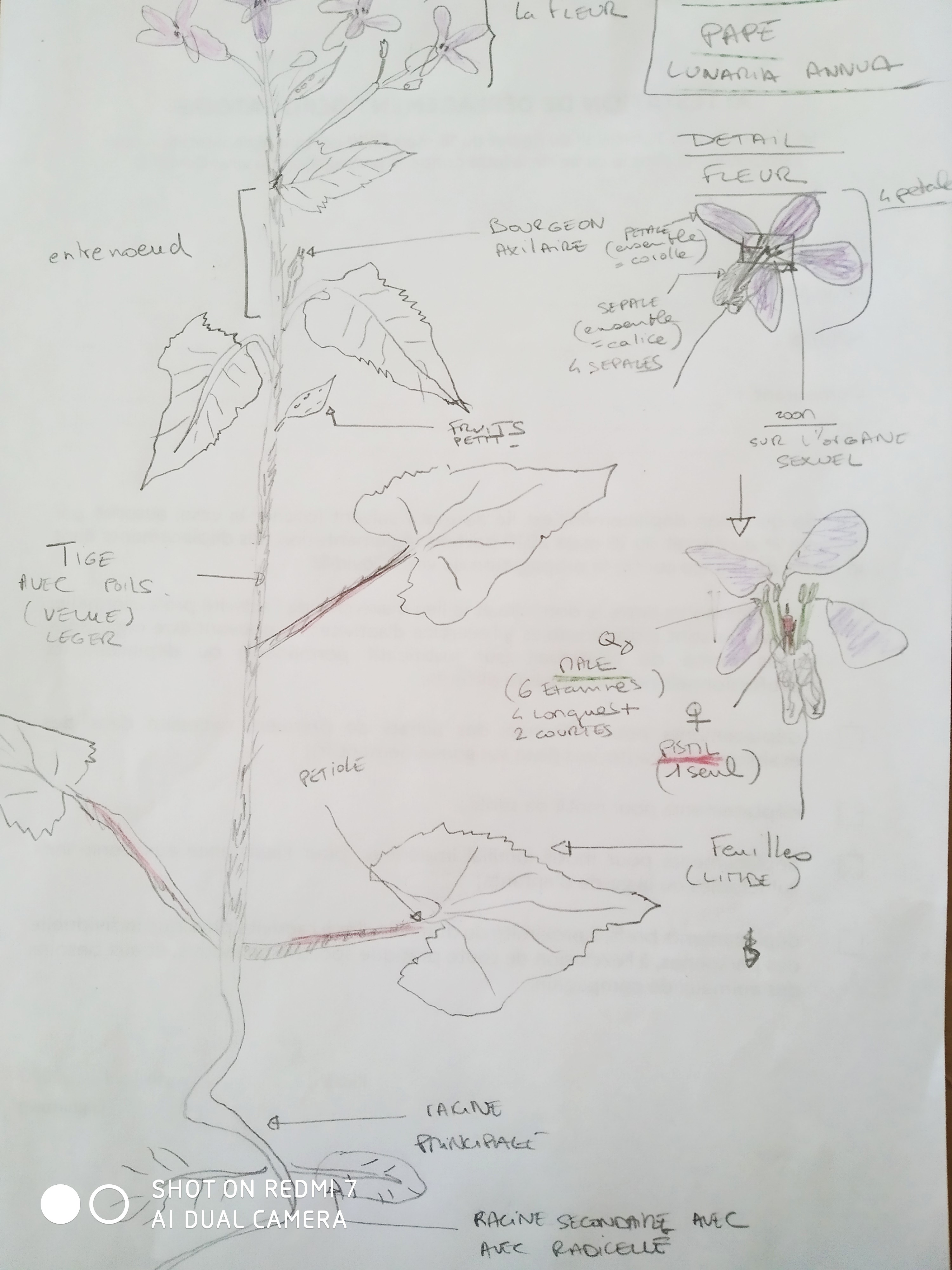 schema de la monnaie du pape