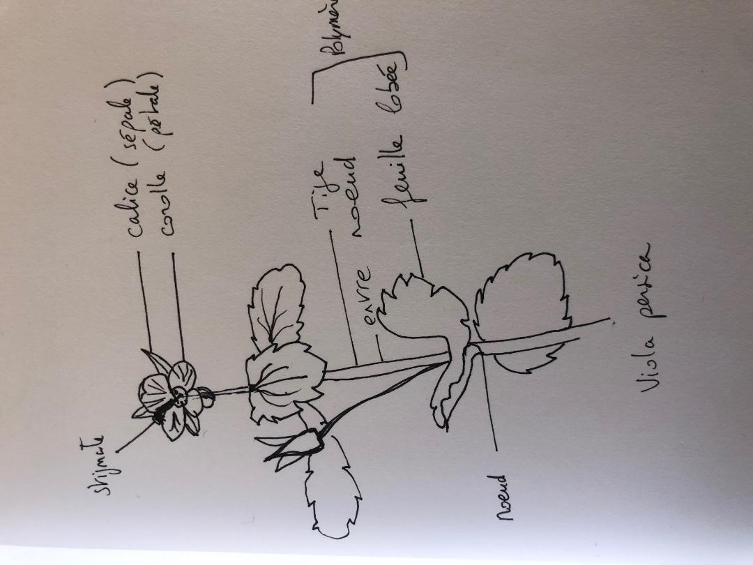dessin viola persica