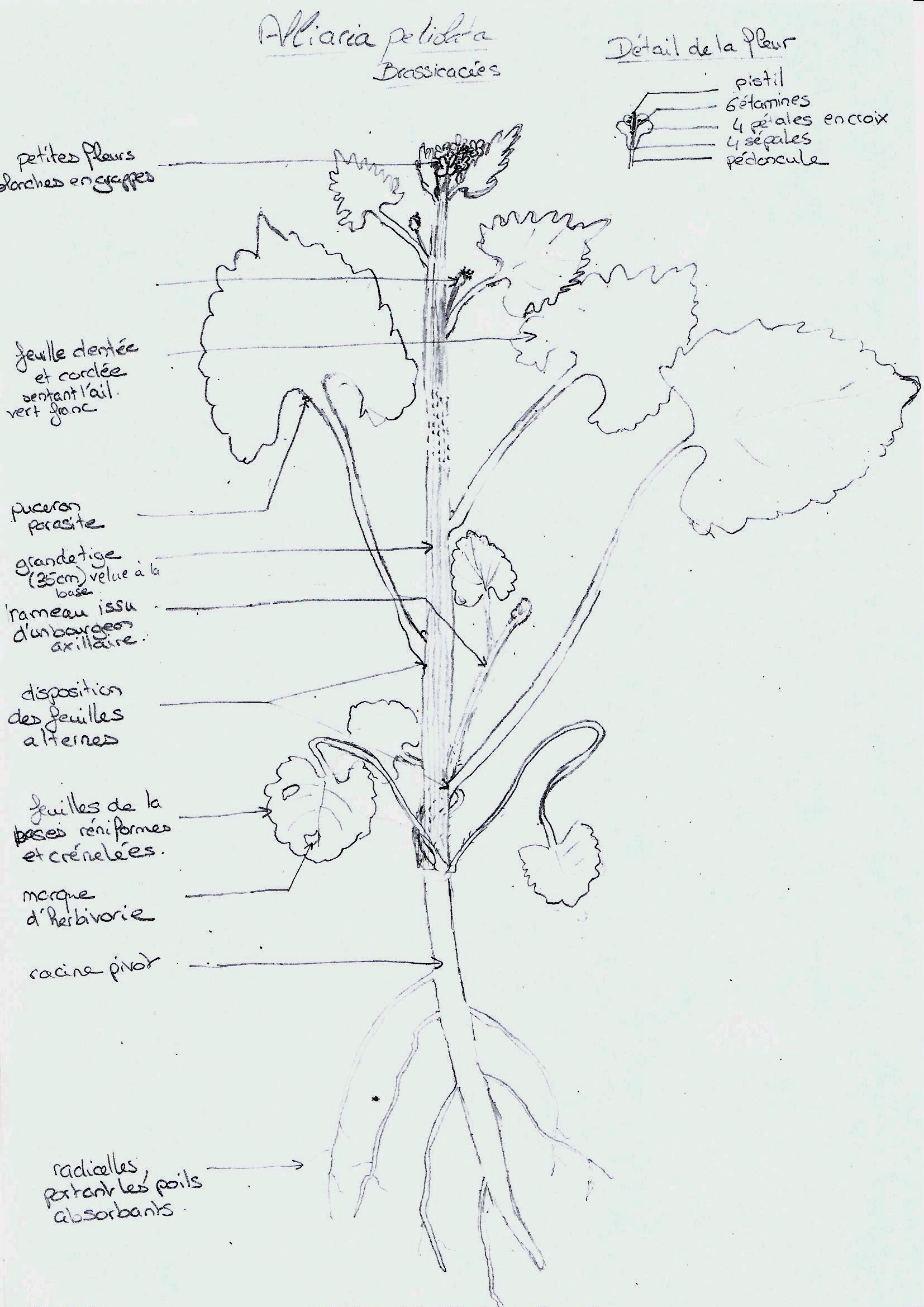 dessin légendé de l'Alliaire
