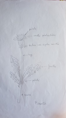 dessin pissenlit