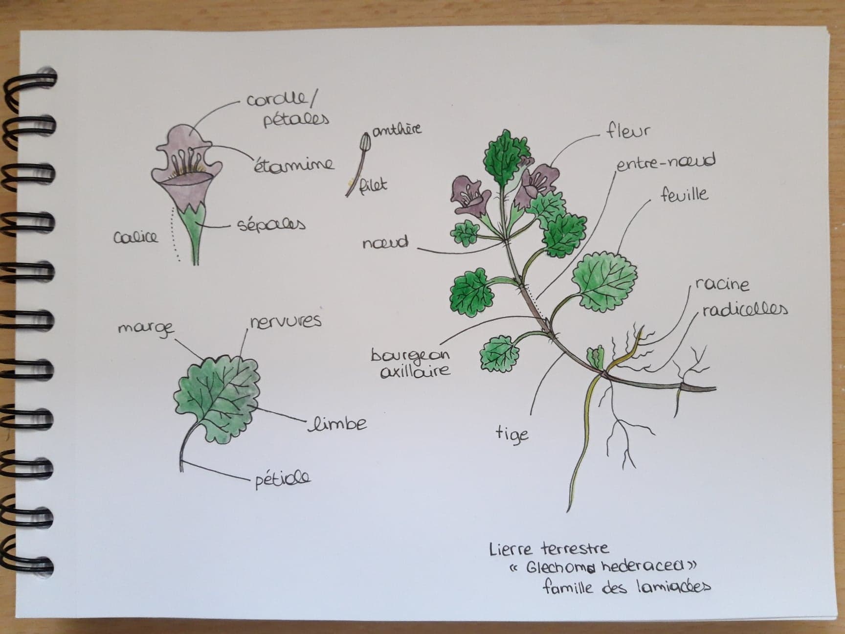 glechoma hederacea - lierre terrestre