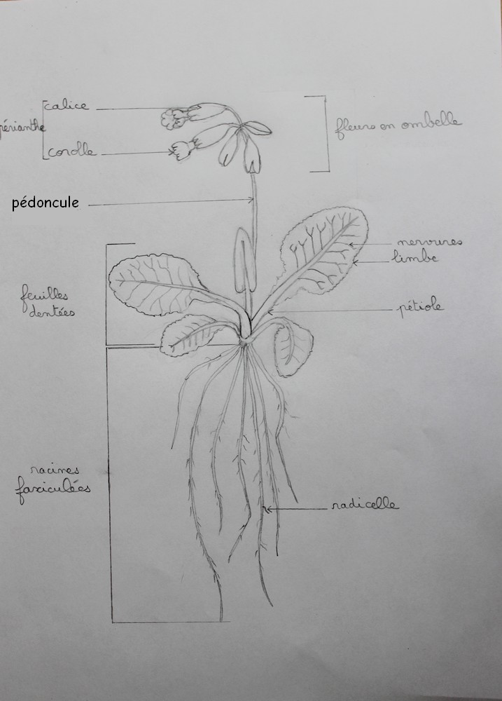 Primevère officinale