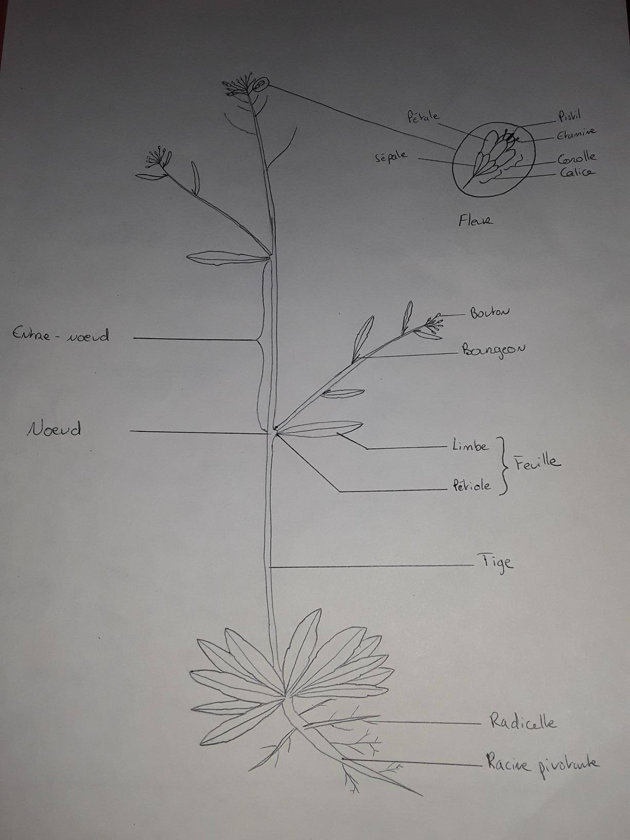 Schéma de l'Arabette des dames