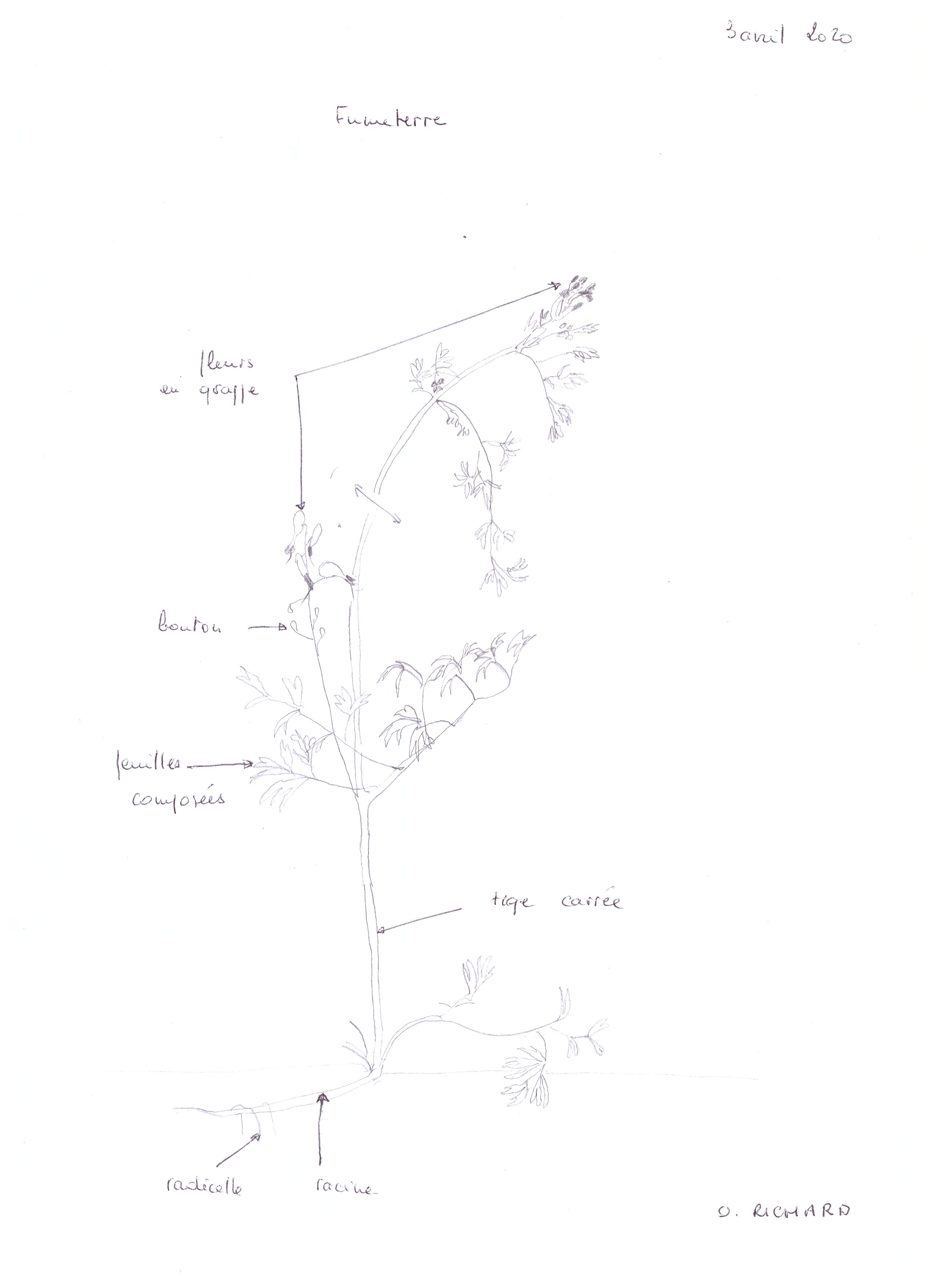 Dessin d'un pied de fumeterre 3 avril
