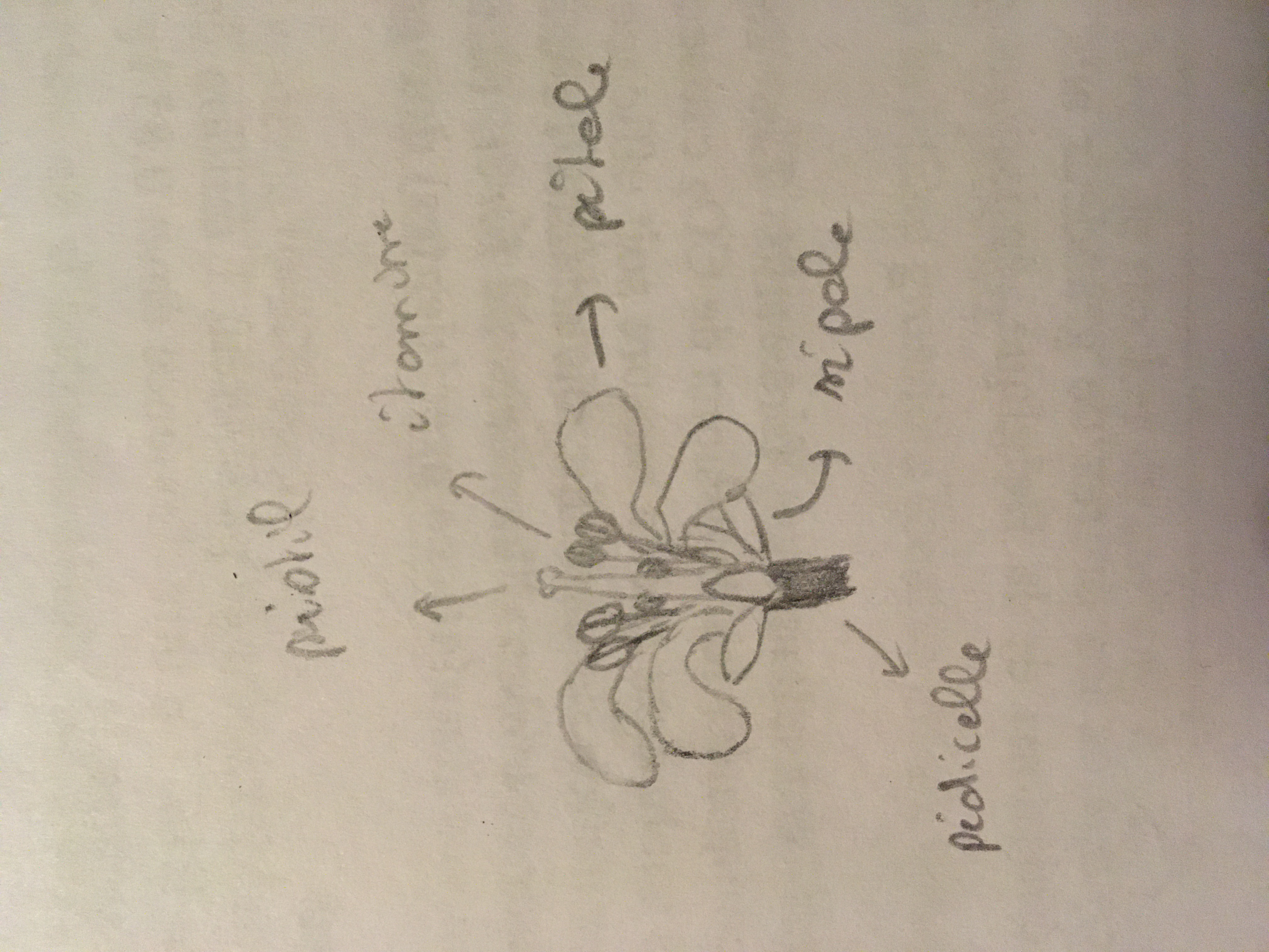 dessin de Stulicha psia