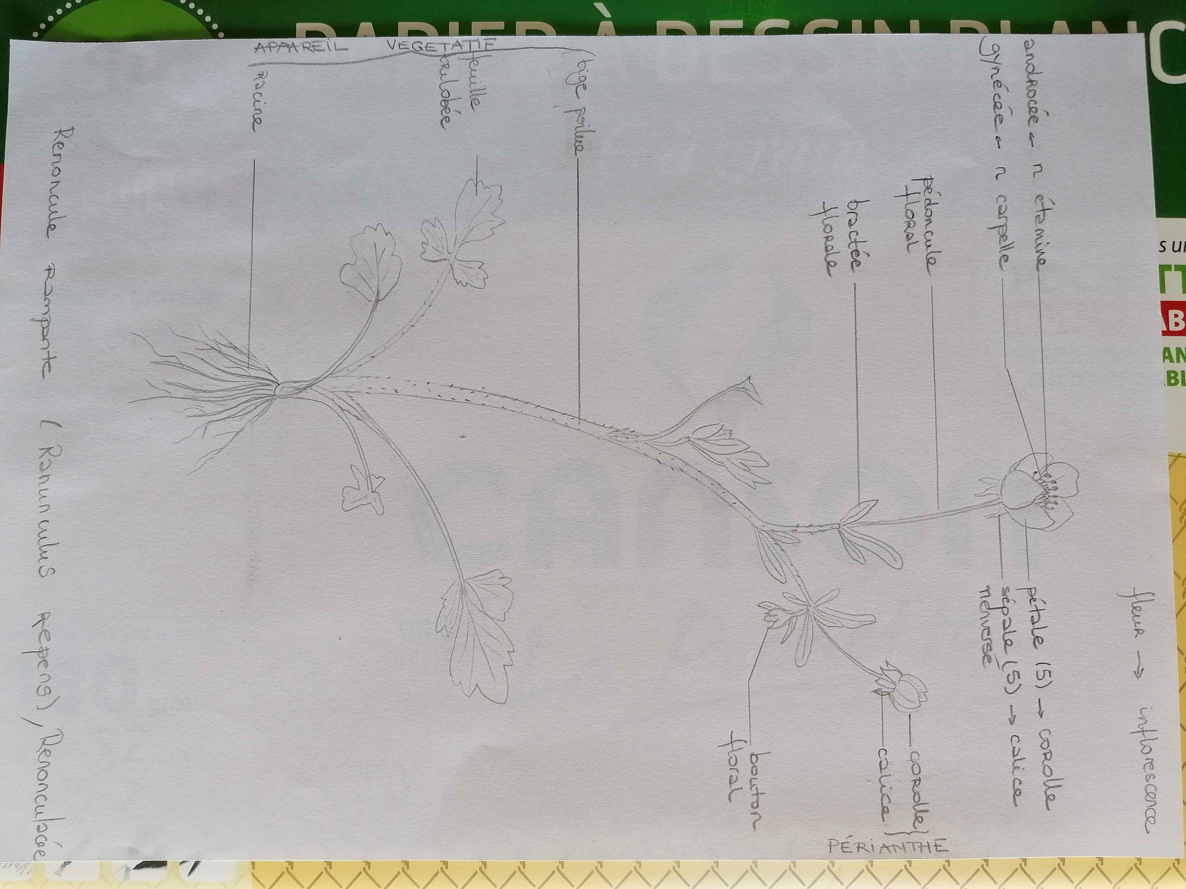 Dessin du 4 avril 2020
