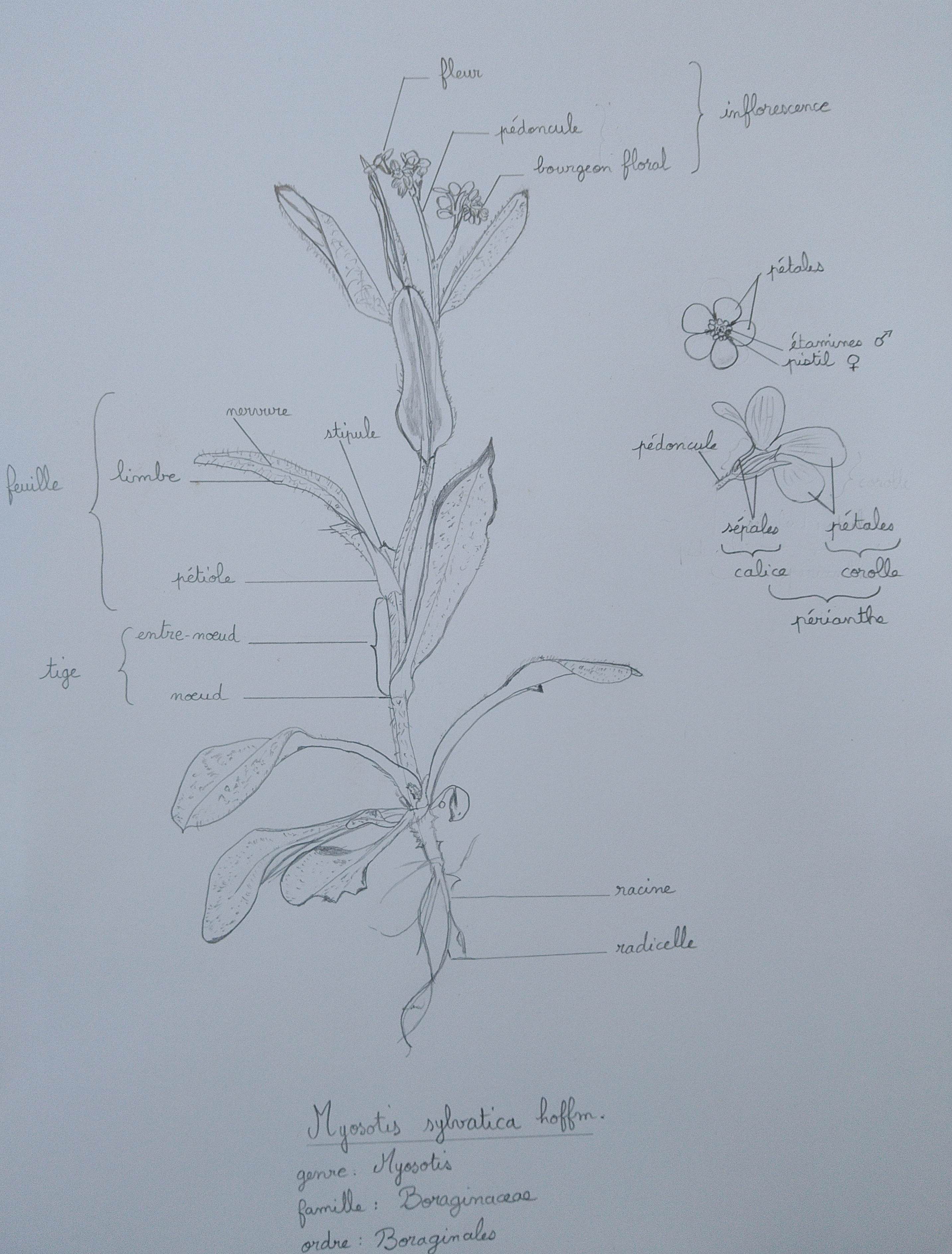Dessin - Myosotis sylvatica