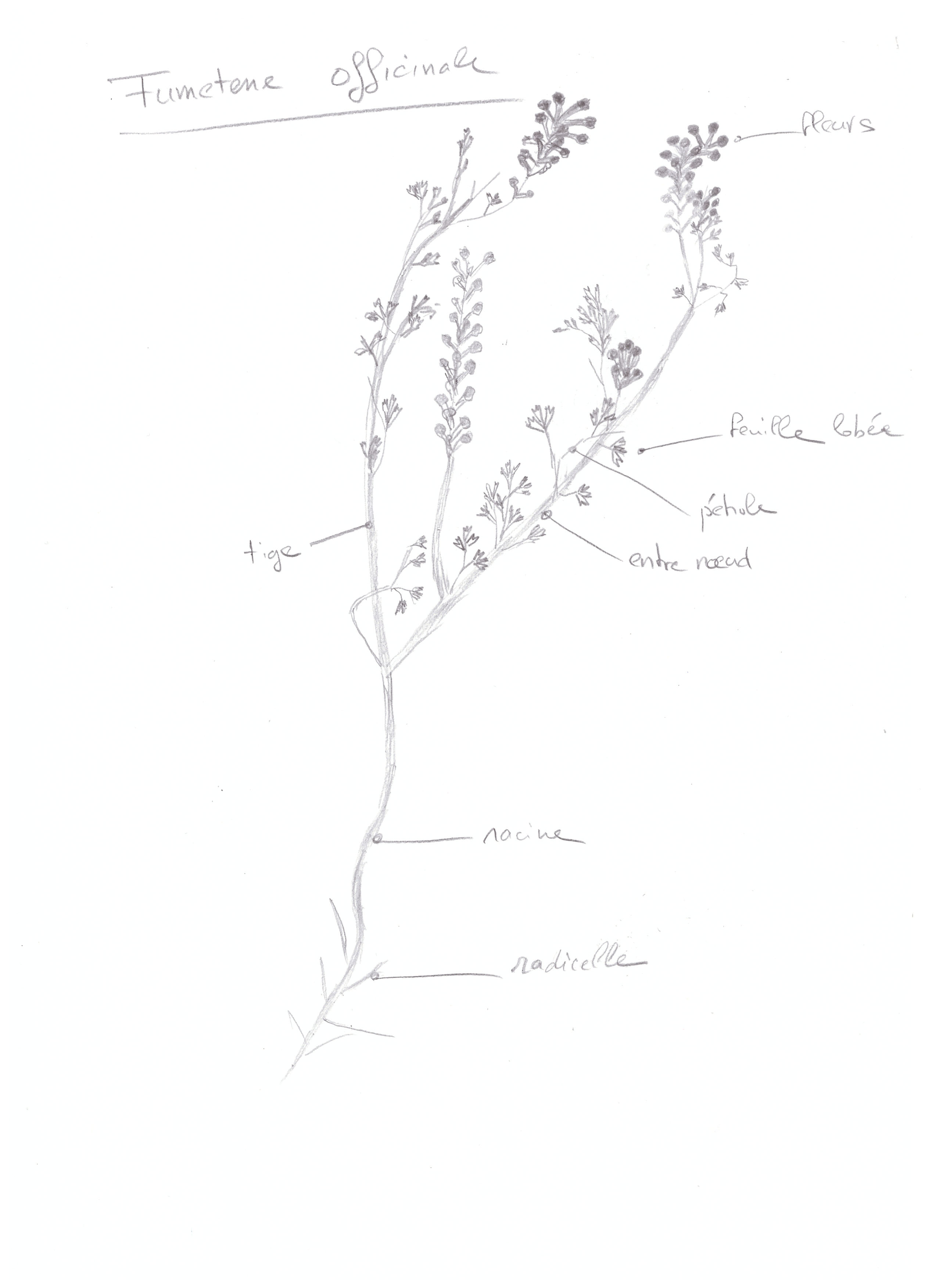 Fumeterre officinale