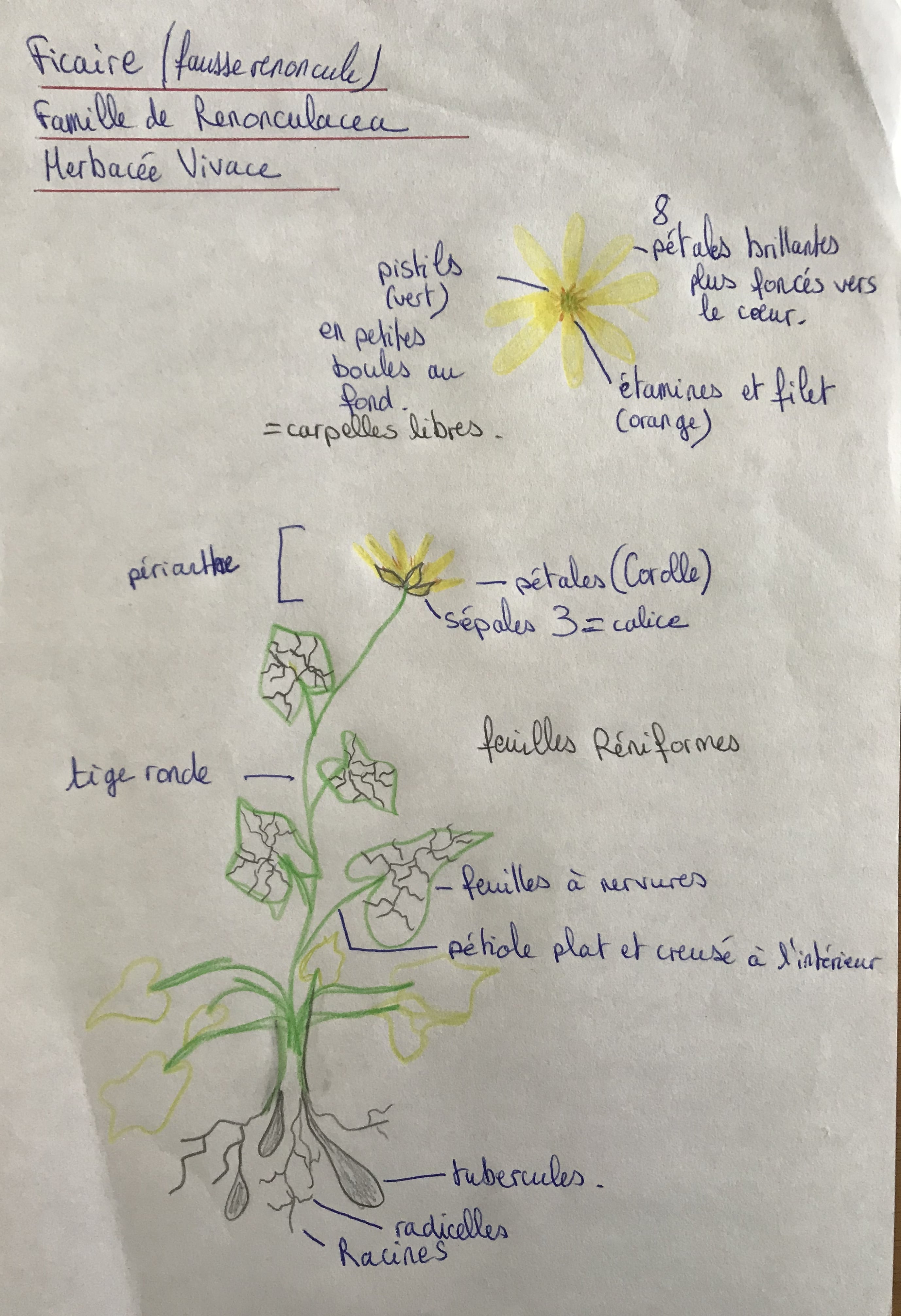 Ficaire fausse renoncule