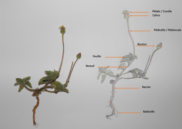 Asteraceae (Cap Vert - 2020)