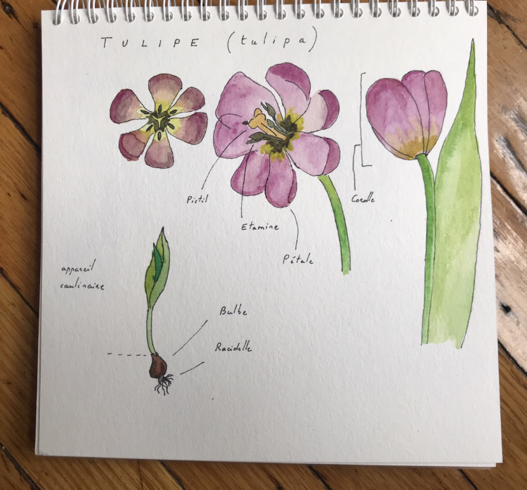 Dessin d'observation de la tulipe