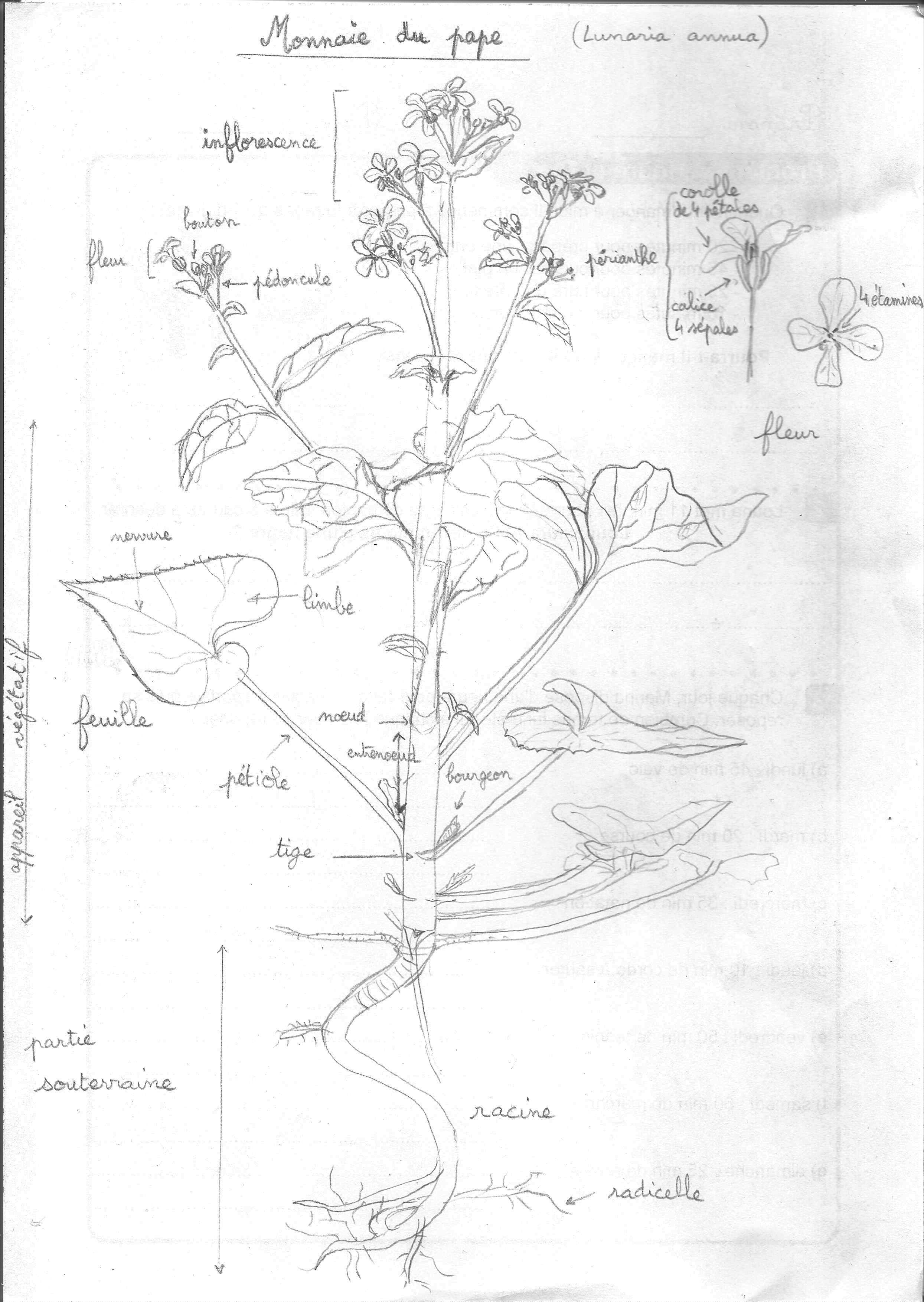 dessin Monnaie du pape