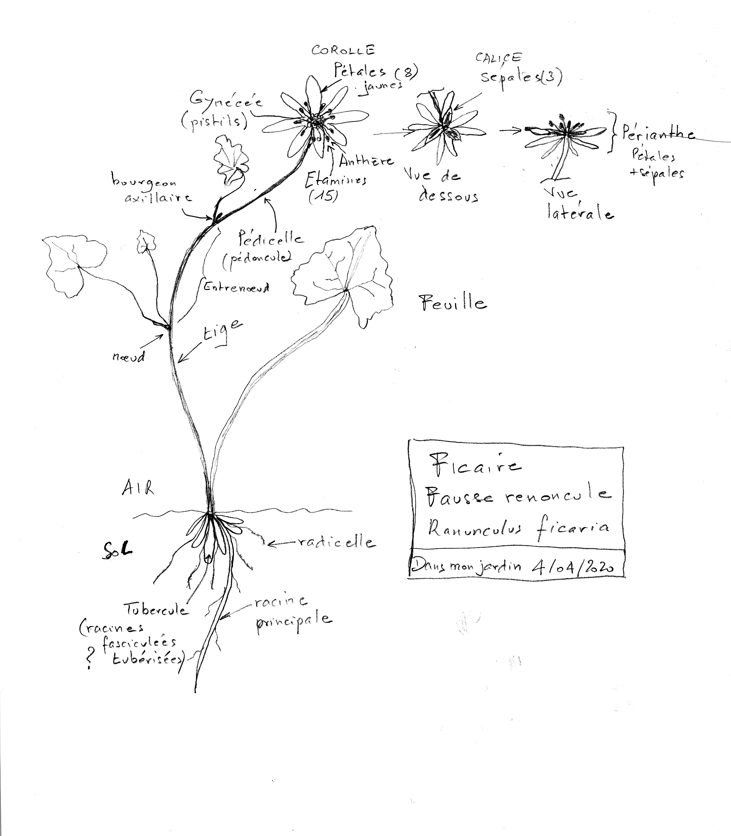 dessin d'une ficaire fausse-renoncule; 8 pétales jaunes et racine avec de nombreux petits tubercules