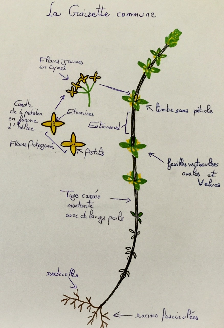 La Croisette Commune