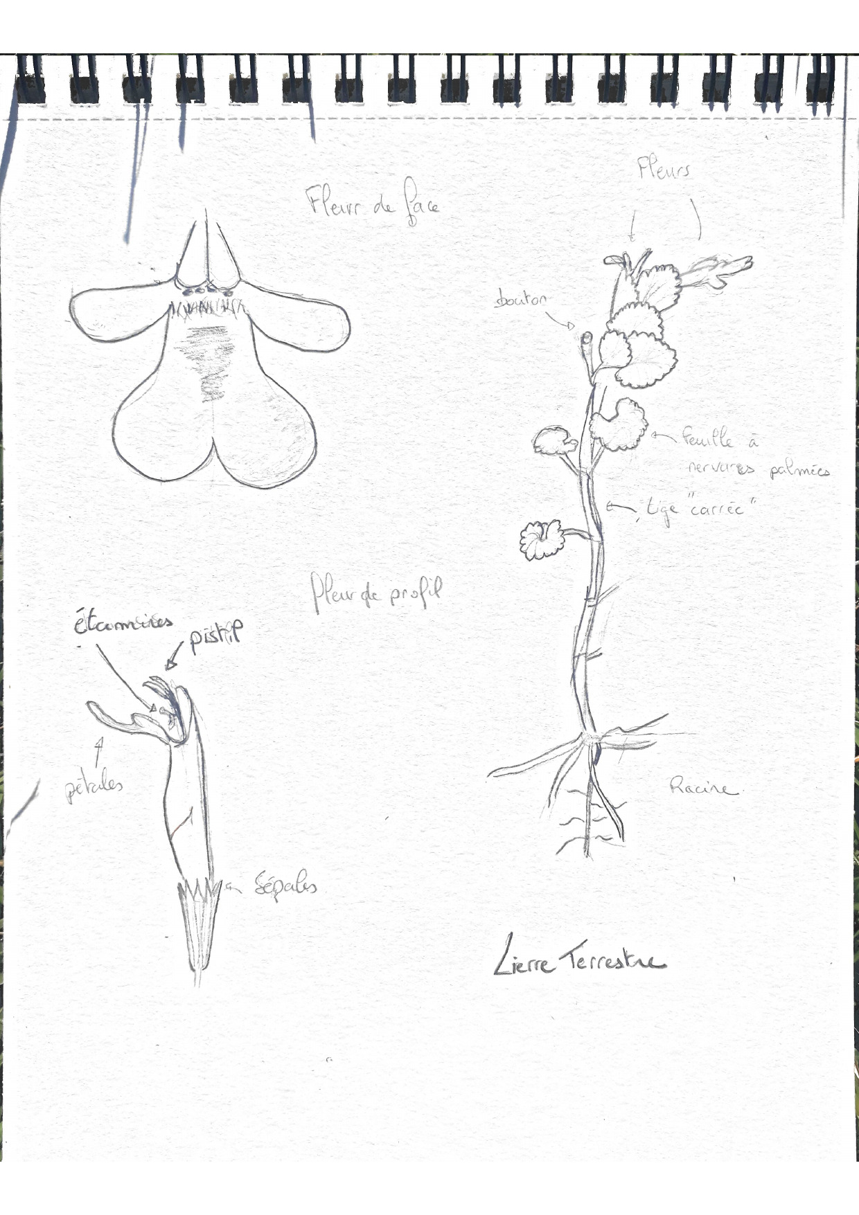 dessin de lierre terrestre