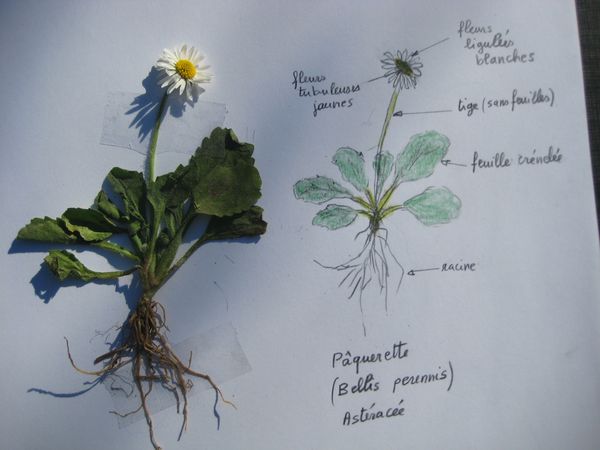 dessin pâquerette