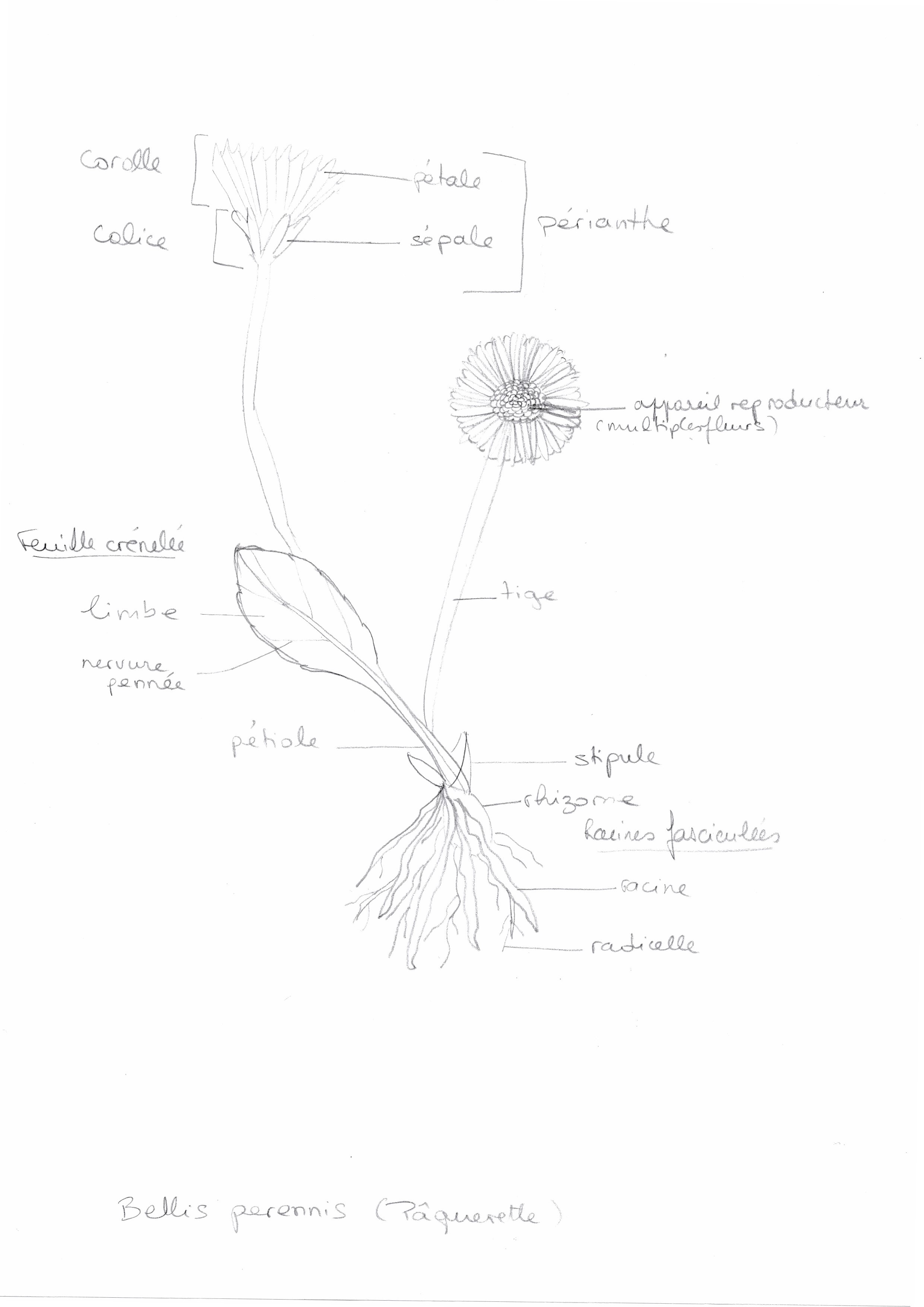 Dessin bellis perennis