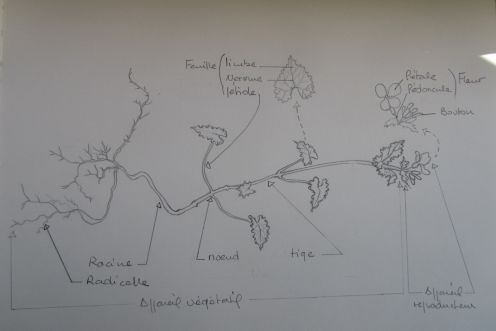 Monnaie du pape : Plante aux feuilles opposées, celles à la base du pédoncule de la fleur (4 pétales rose soutenu en forme de croix) sont sessiles. Le limbe des feuilles est denté.