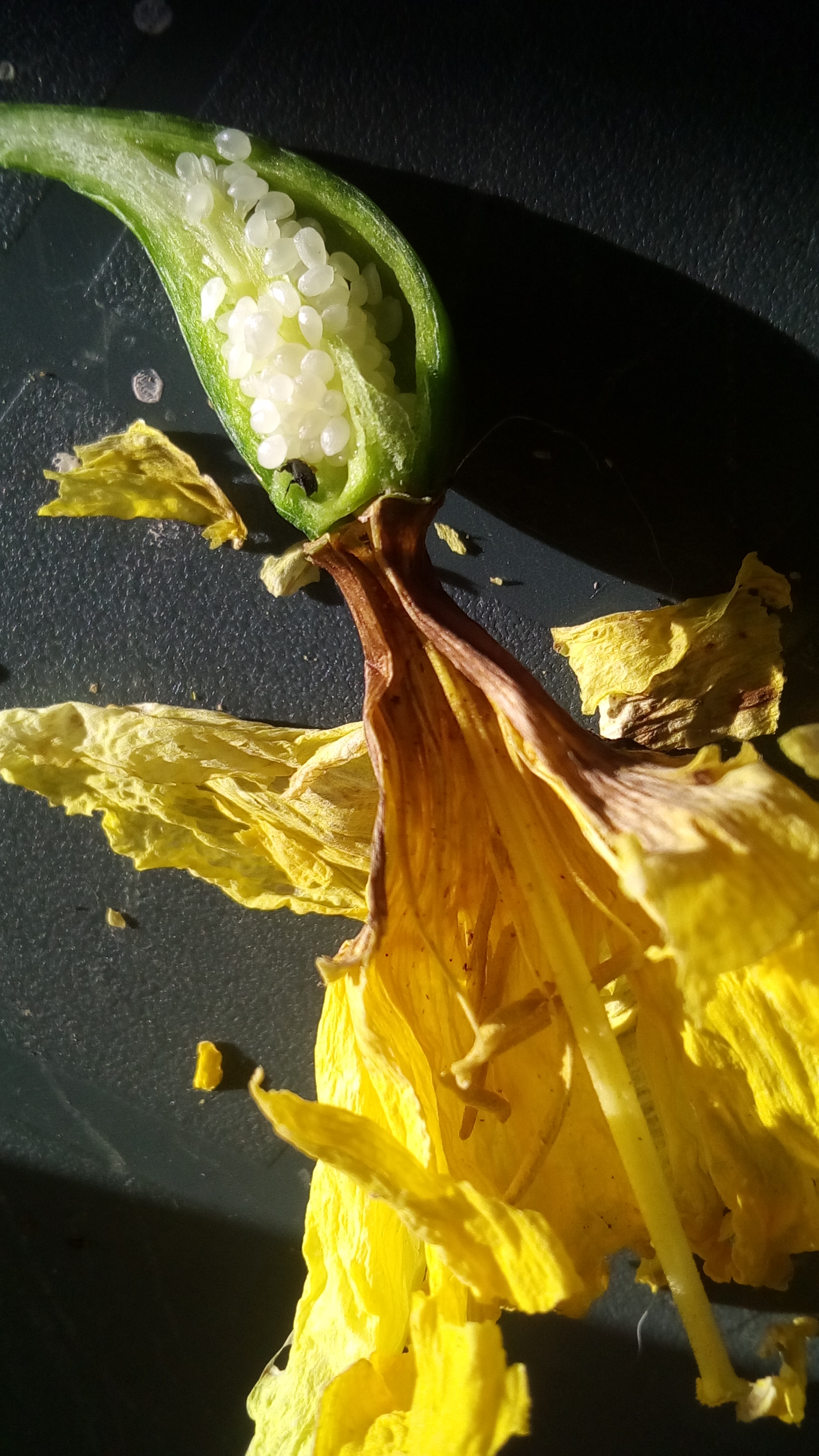 narcissus pseudonarcissus