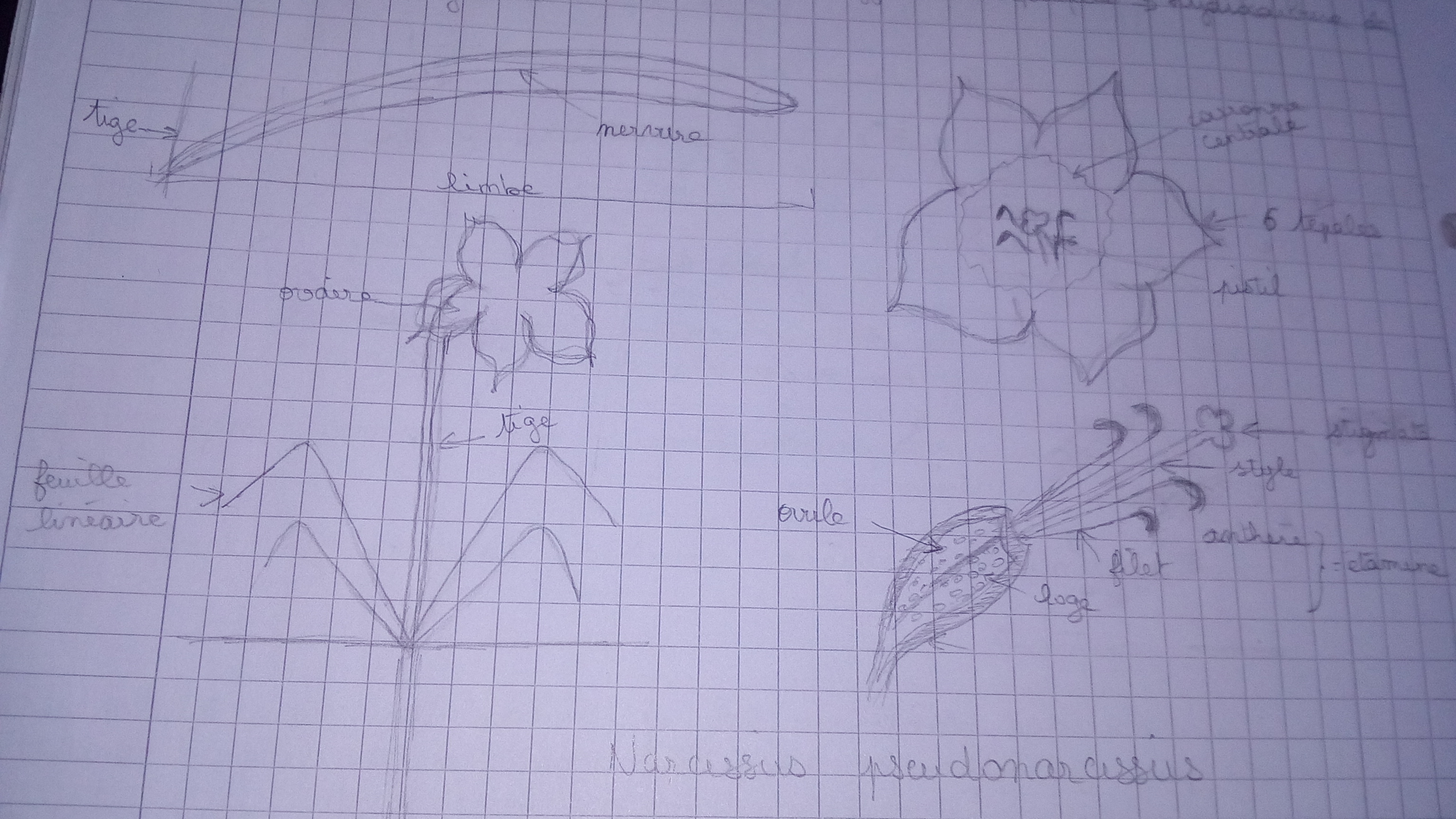 narcissus pseudonarcissus