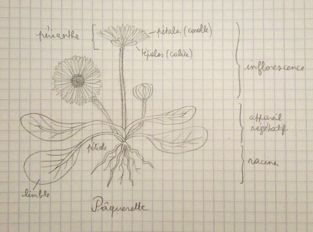 dessin de pâquerette