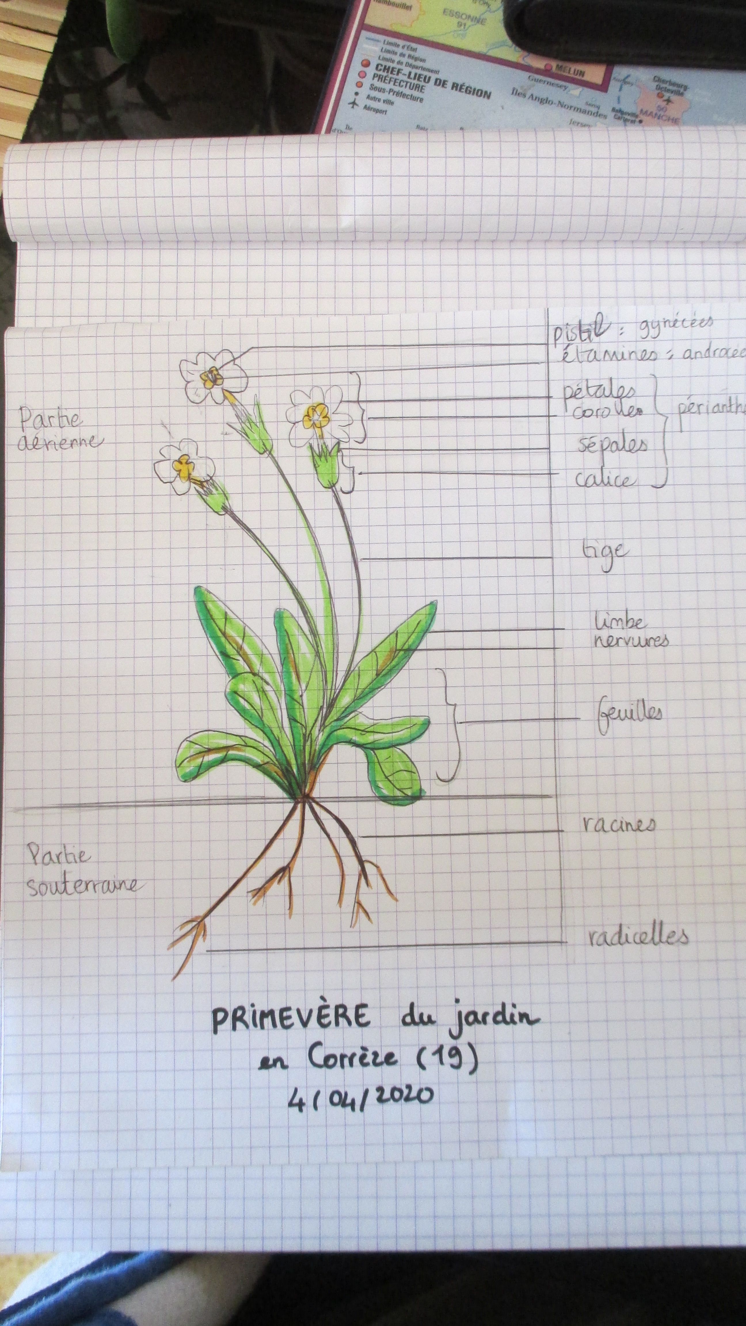 Primevère du jardin